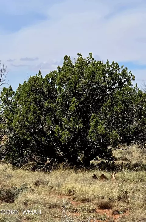 5438 County Line Rd, Snowflake, AZ 85937 photo 5