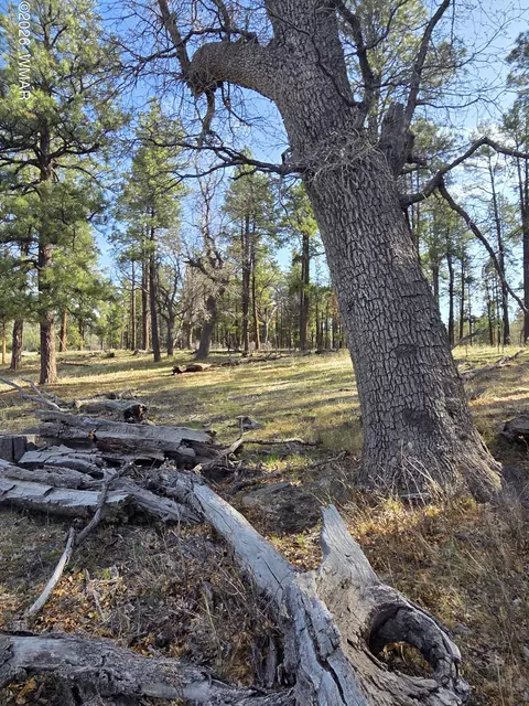 124 County Road 2117, Alpine, AZ 85920