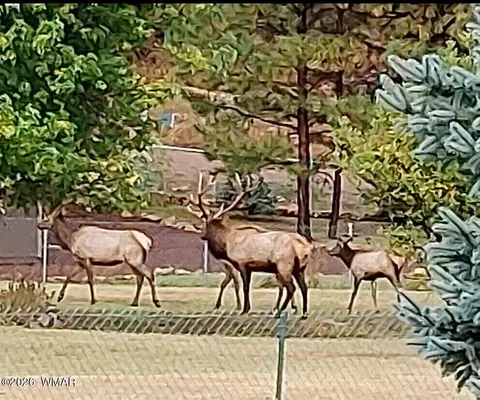 Other - 2819 Pine Hill Dr, Heber, AZ 85928 photo 11 of 11