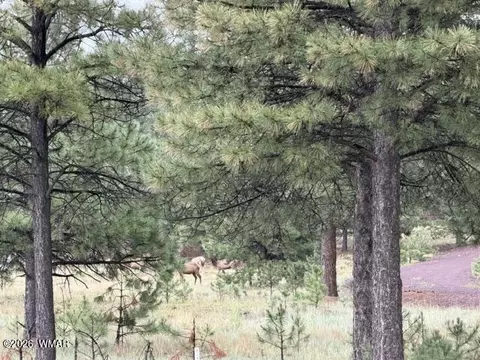 Other - 56 County Road 2266, Alpine, AZ 85920 photo 17 of 17