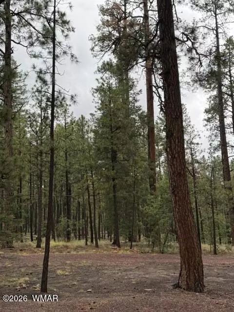 Other - 56 County Road 2266, Alpine, AZ 85920 photo 11 of 17