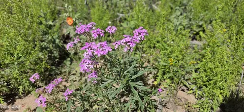 tbd Cr 8624, Concho, AZ 85924 photo 12