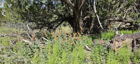 tbd Cr 8624, Concho, AZ 85924 photo 13