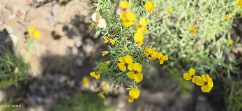 tbd Cr 8624, Concho, AZ 85924 photo 28