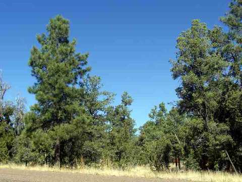 3452 Buglers Dr, Heber, AZ 85928 photo 2