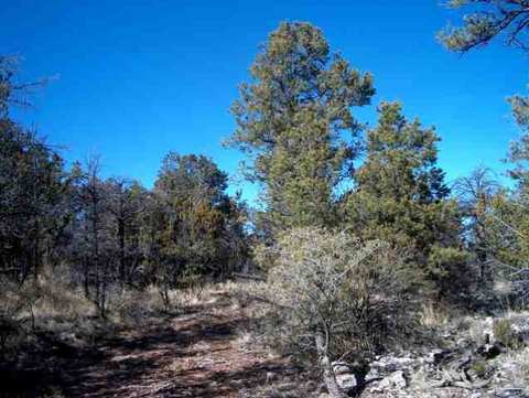 3155 Trails End, Overgaard, AZ 85933 photo 1