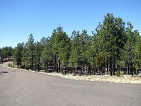 2833 Thunderbolt Cir, Overgaard, AZ 85933 photo 2