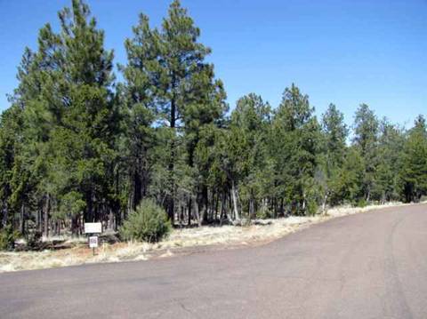 2833 Thunderbolt Cir, Overgaard, AZ 85933 photo 3
