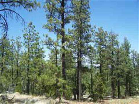 2850 Thunderbird Way, Overgaard, AZ 85933 photo 12
