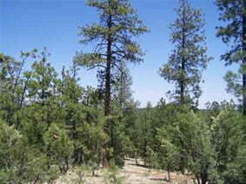 2850 Thunderbird Way, Overgaard, AZ 85933 photo 7