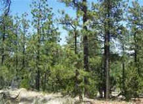 2850 Thunderbird Way, Overgaard, AZ 85933 photo 8