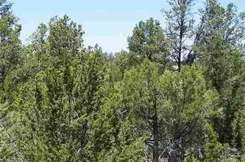 2850 Thunderbird Way, Overgaard, AZ 85933 photo 4
