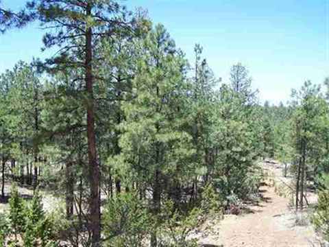 2850 Thunderbird Way, Overgaard, AZ 85933 photo 5