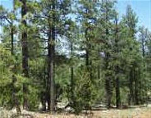 2850 Thunderbird Way, Overgaard, AZ 85933 photo 9