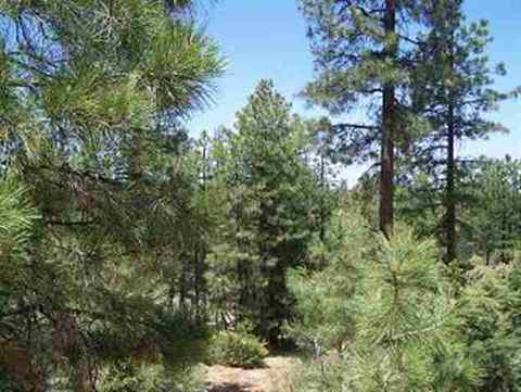 2850 Thunderbird Way, Overgaard, AZ 85933 photo 18