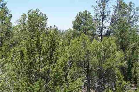 2850 Thunderbird Way, Overgaard, AZ 85933 photo 17
