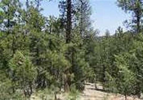 2850 Thunderbird Way, Overgaard, AZ 85933 photo 11
