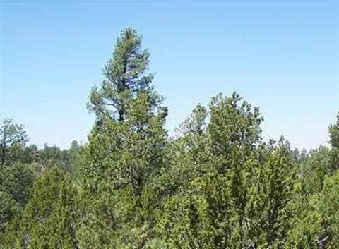 2850 Thunderbird Way, Overgaard, AZ 85933 photo 14