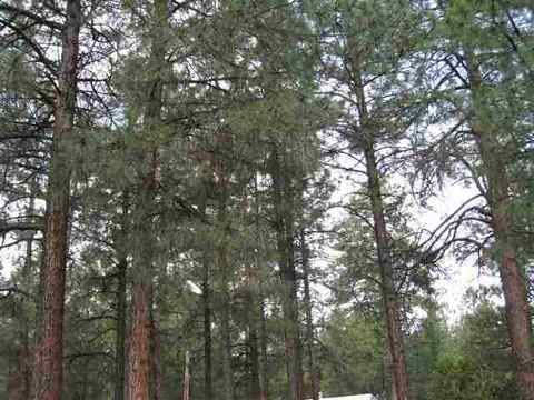 2185 N Woods, Overgaard, AZ 85933 photo 3