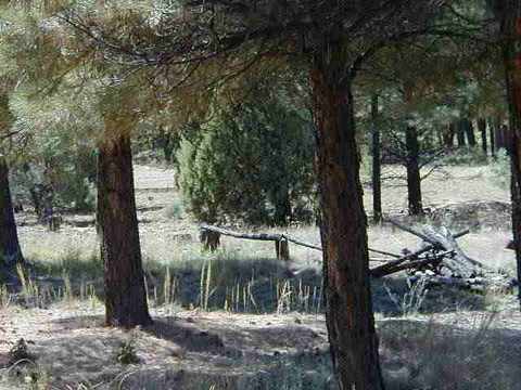 2605 Stringer Cir, Lakeside, AZ 85929 photo 5