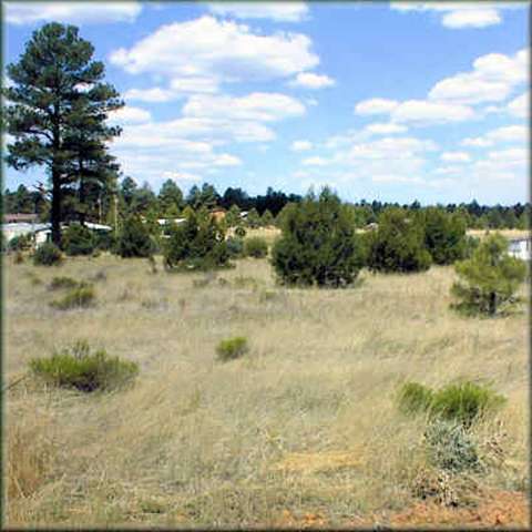 2756 Sunflower Dr, Overgaard, AZ 85933 photo 1