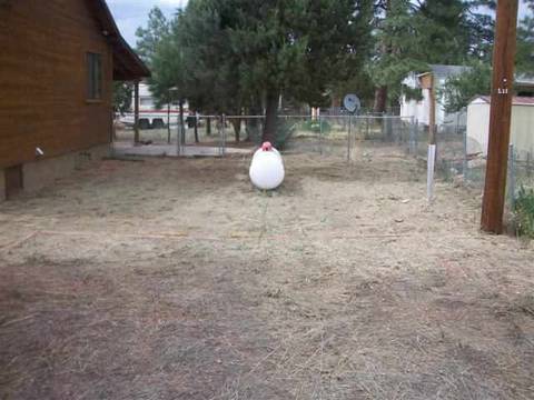 3379 Timberlake, Overgaard, AZ 85933 photo 5