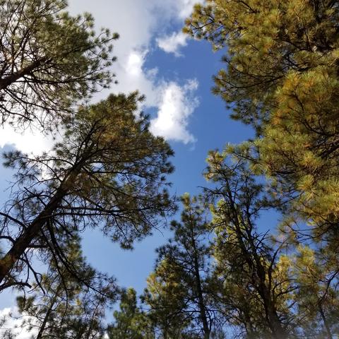 3515 E Pine Top Dr, Williams, AZ 86046 photo 16