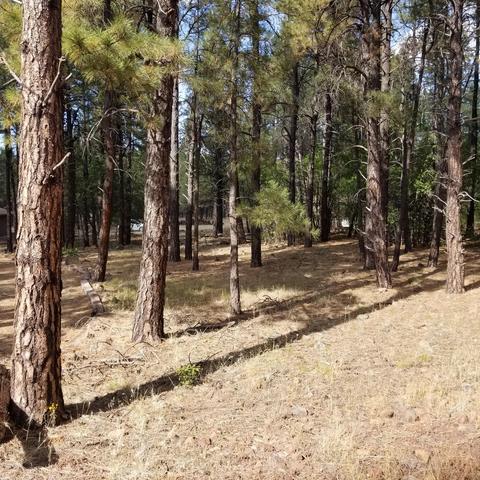 3515 E Pine Top Dr, Williams, AZ 86046 photo 3