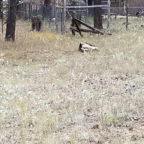 3515 E Pine Top Dr, Williams, AZ 86046 photo 7