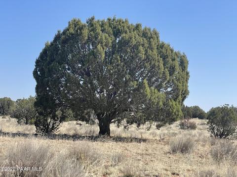 lot66 Antelope Valley Rnch, Seligman, AZ 86337