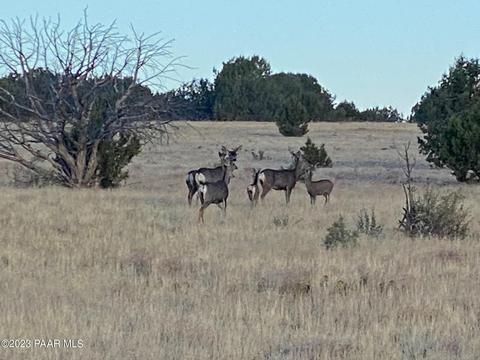 11975 W Dozer Ave, Ash Fork, AZ 86320 photo 3