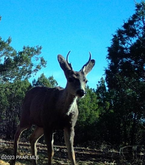 Other - 1 Keller Pl, Ash Fork, AZ 86320 photo 21 of 28