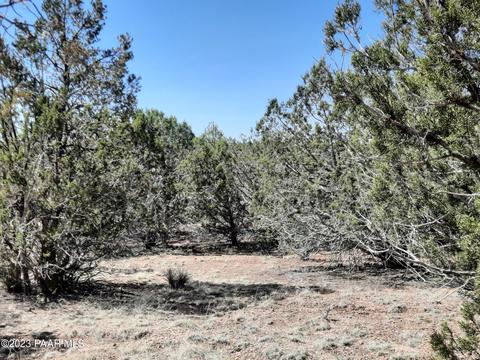 33756 W El Caballo Rd, Seligman, AZ 86337 photo 10