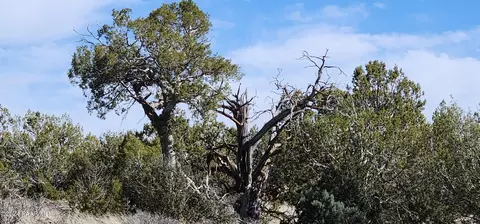 639 Westwood Rnch, Ash Fork, AZ 86046