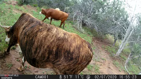 918 Wolf Rd, Ash Fork, AZ 86320 photo 12