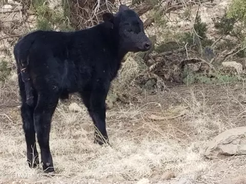 214 NE Qtr W Rut, Ash Fork, AZ 86320 photo 3