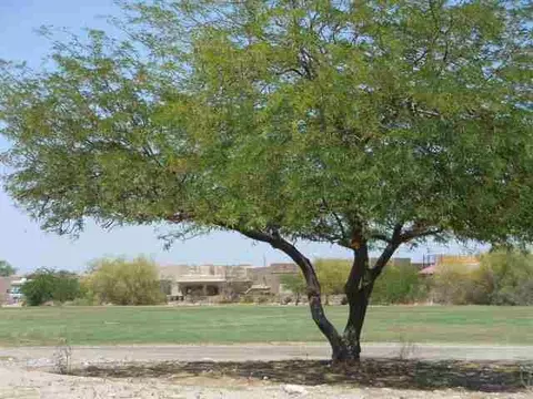 14466 E 55 Ln, Yuma, AZ 85367 photo 2