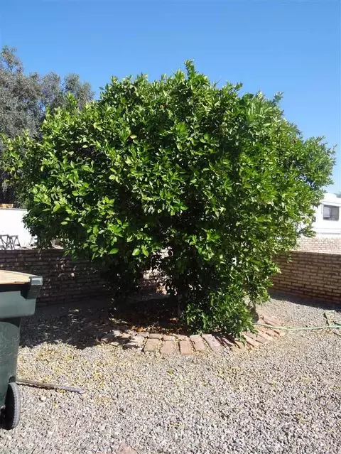 13275 E 39 Pl, Yuma, AZ 85367 photo 17
