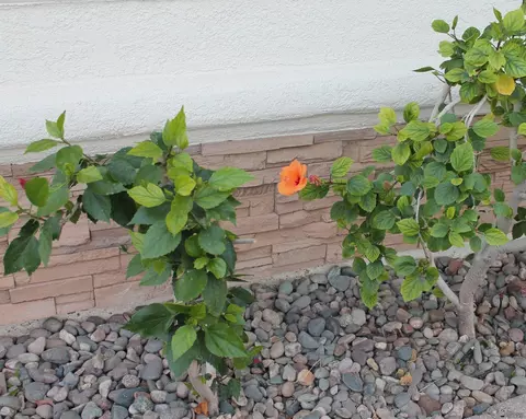 Other - 5953 E 39 Pl, Yuma, AZ 85365 photo 13 of 13