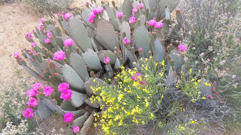 2560 E Sundown Dr, Yucca, AZ 86438 photo 28