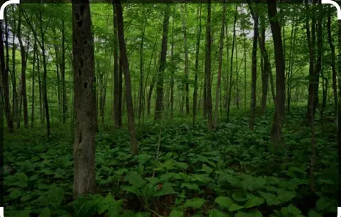 Woodland, Brookhaven, NY 11949