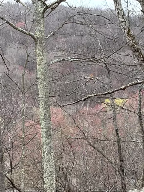 Fox Mountain, Liberty, NY 12758