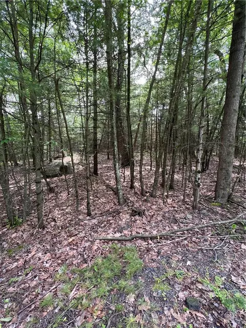 Pitch Pine, Out Of Area, PA 18328