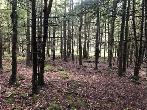 Perry Pond Road, Cochecton, NY 12764