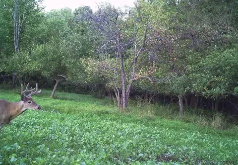744 Baldwin Rd, Summit, NY 12175 photo 24
