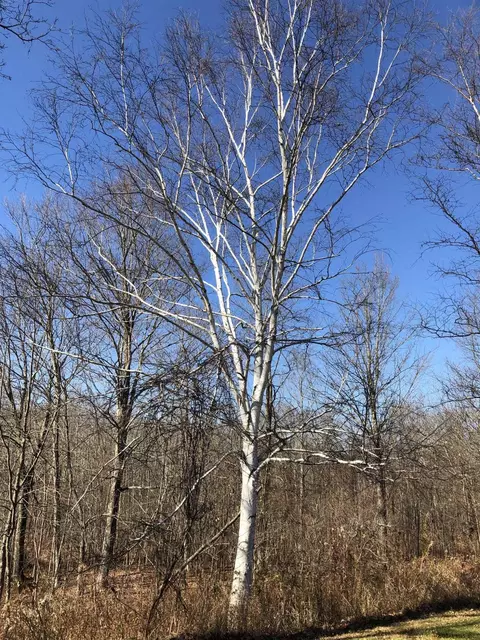 136 Kropp Rd, Westerlo, NY 12193 photo 4