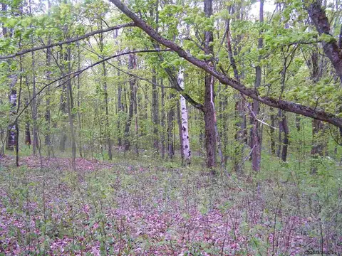 178 Palmer Rd, Schenevus, NY 12155 photo 4