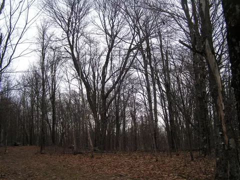 178 Palmer Rd, Schenevus, NY 12155 photo 6