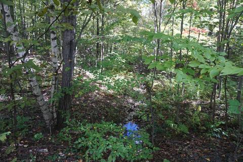 156 Congressman Dr, Summit, NY 12175 photo 14