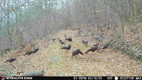 1740 Huntersland Rd, Middleburgh, NY 12122 photo 29